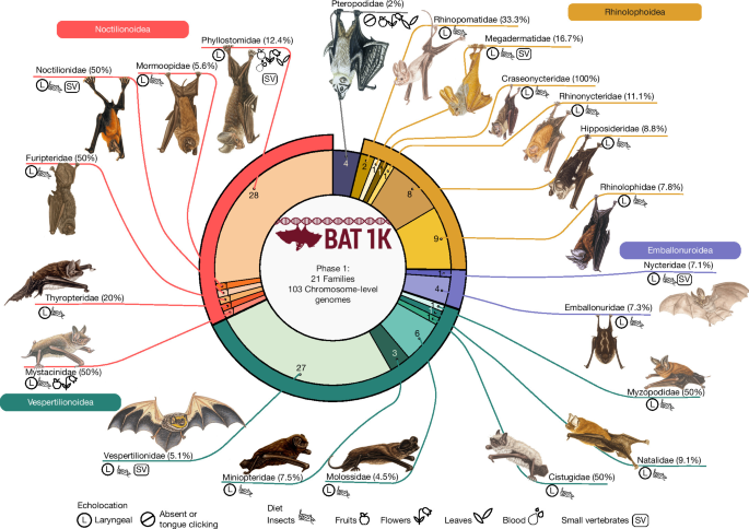 Reference genomes and fossils revise bat family phylogeny and biogeography