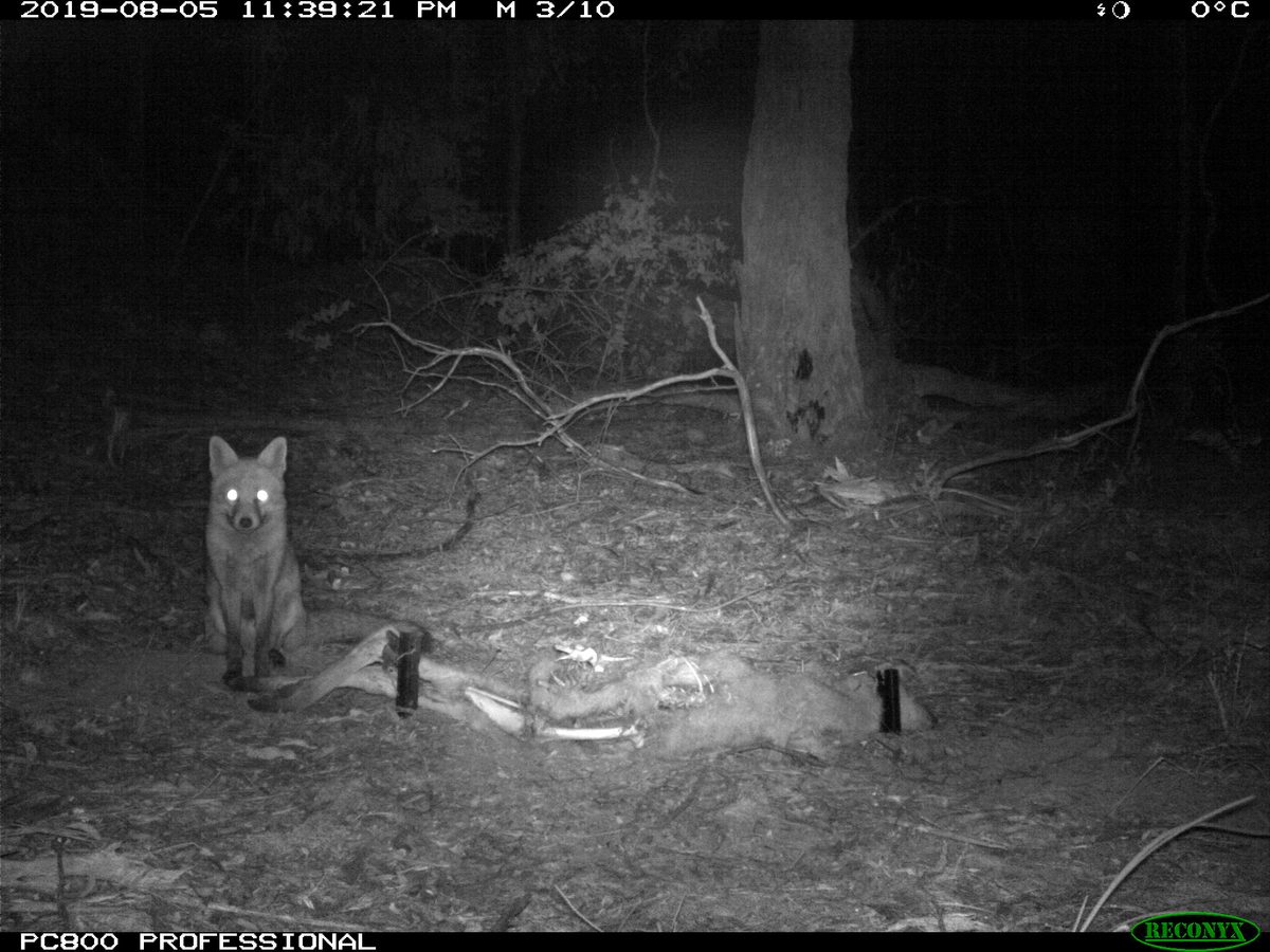 Researchers placed 40 kangaroo carcasses in front of camera traps. This is what happened next