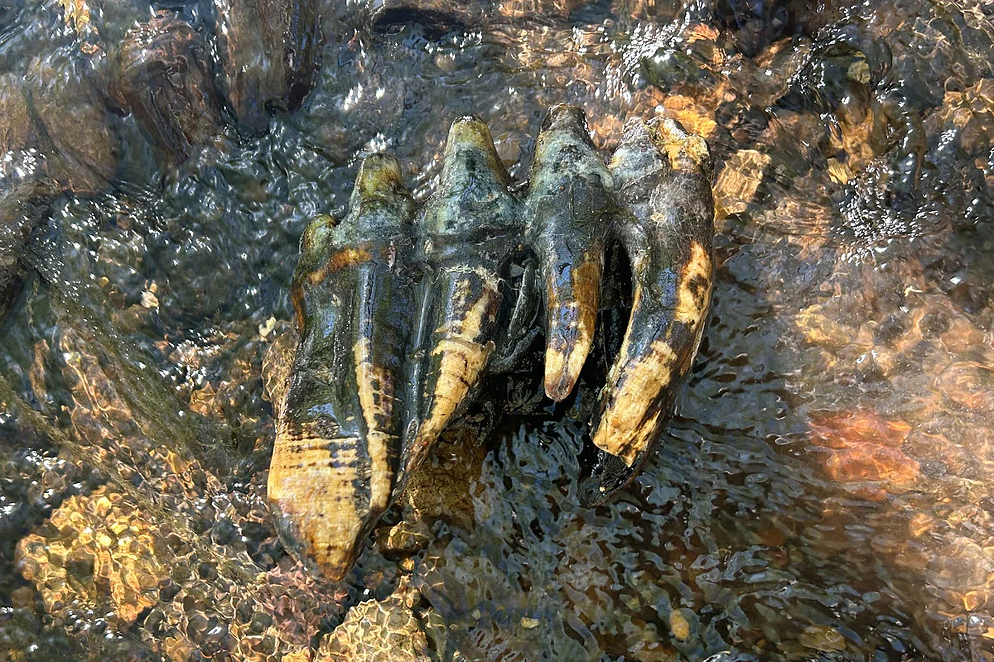 Scientists ID 'oddly shaped rock' in San Mateo County as ice age tooth