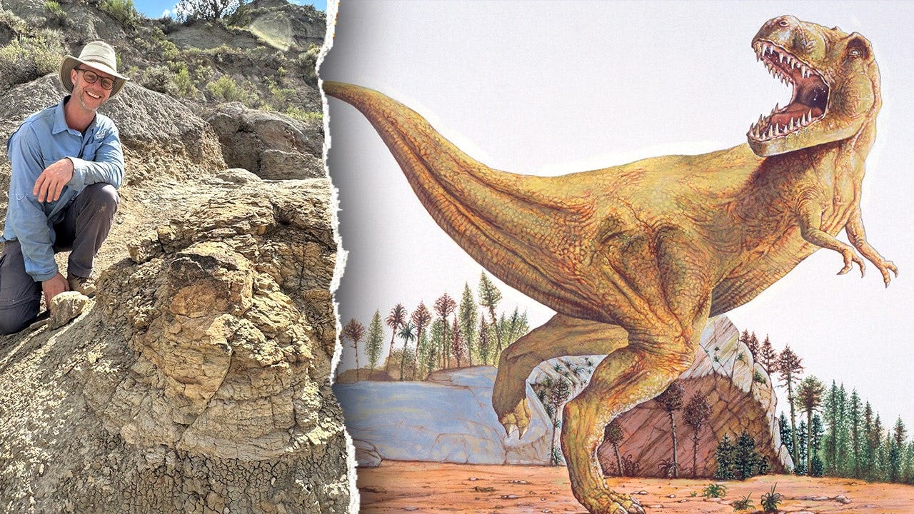 Scientists discover first-known adult T rex trackway in North Dakota Badlands