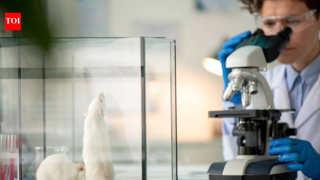 Stanford scientists transplanted human brain tissue into mice missing most of their cortex; within months, it grew to occupy more than 90% of the space