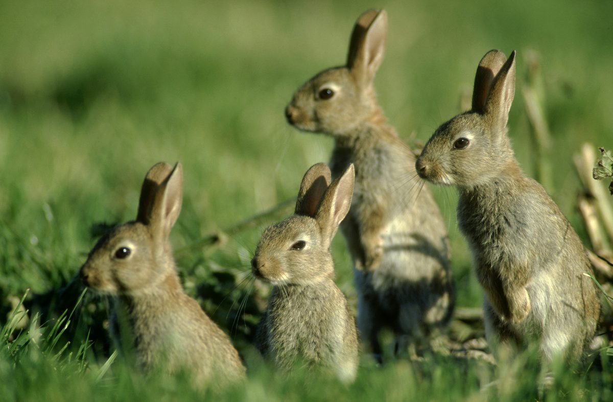Starting with a male and female rabbit on 1 January – how many could you have by New Year’s Eve?