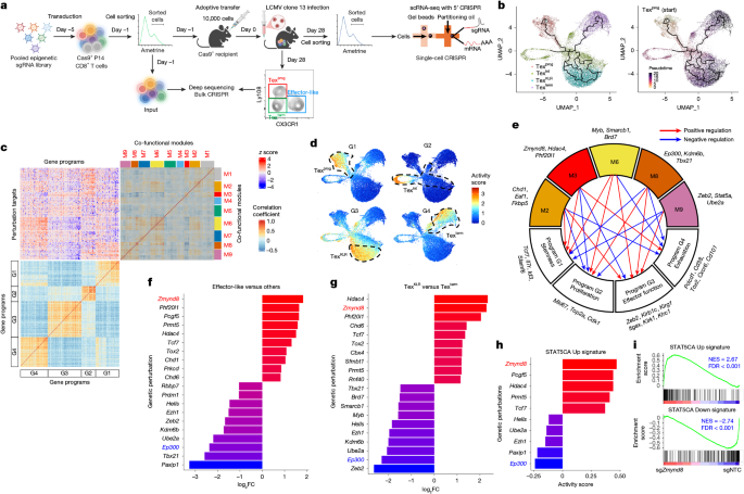 Targeting ZMYND8 unleashes IL-2 signalling to override T cell exhaustion