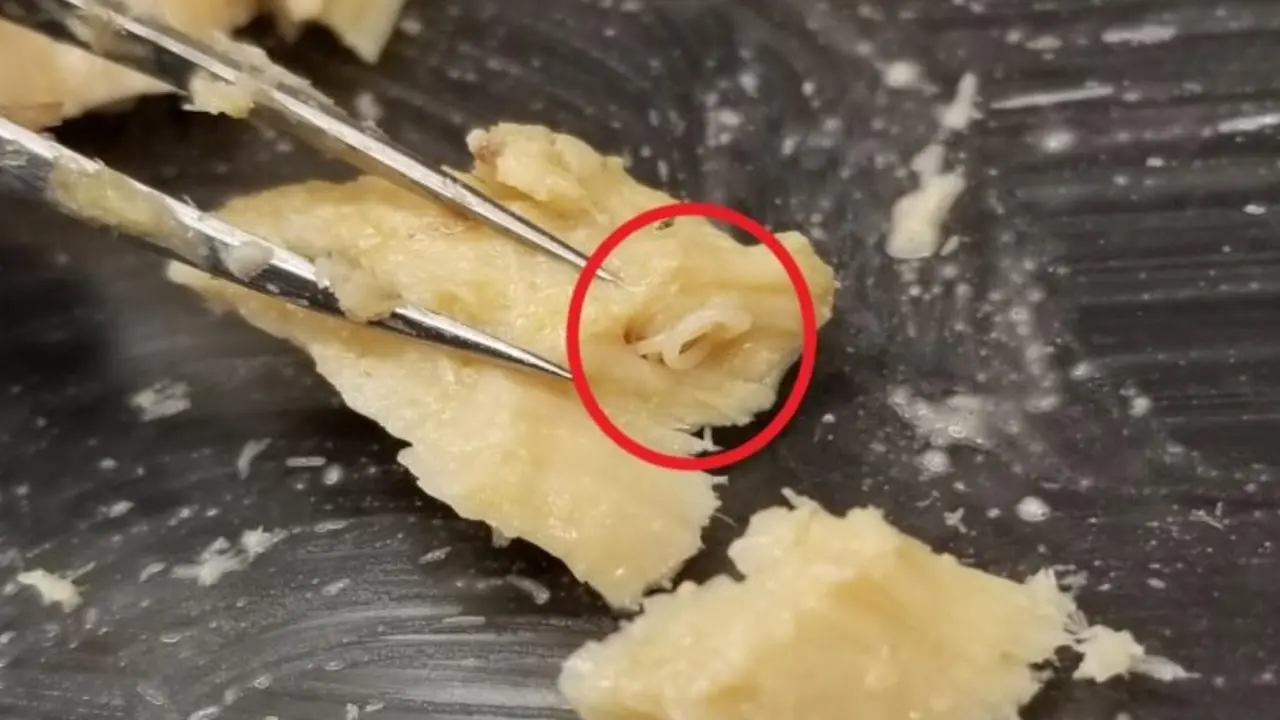 This 50-Year-Old Expired Salmon Revealed a Biological Secret Nobody Expected