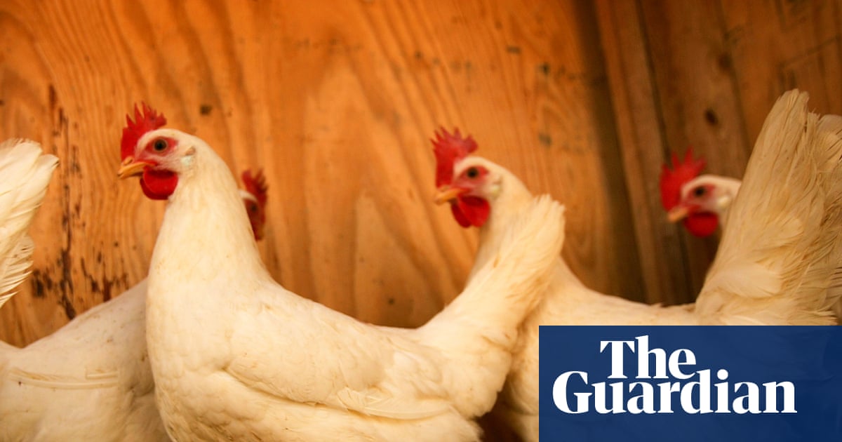 US scientists turn to chickens to sound the alarm as West Nile cases rise | Delaware