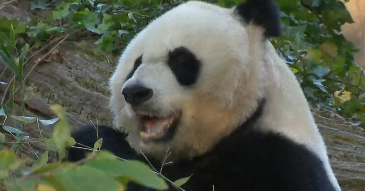 Xi gifts giant pandas to U.S., continuing years of "panda diplomacy"
