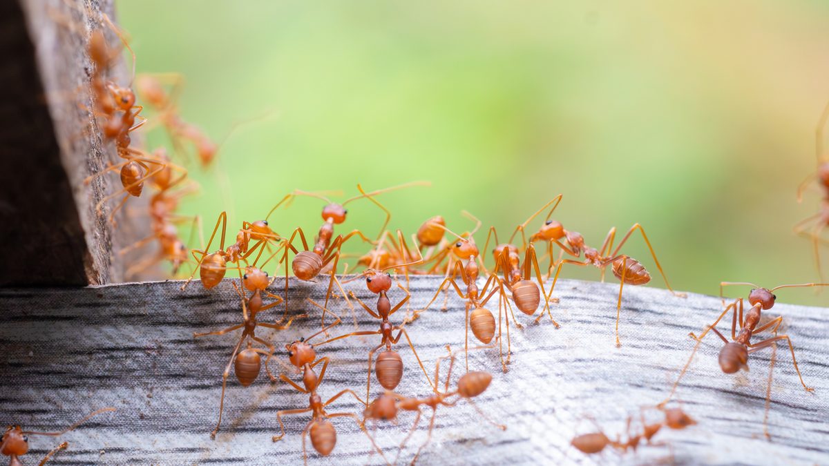 66 million years ago, the dinosaurs died – but ants thrived. Scientists just figured out why