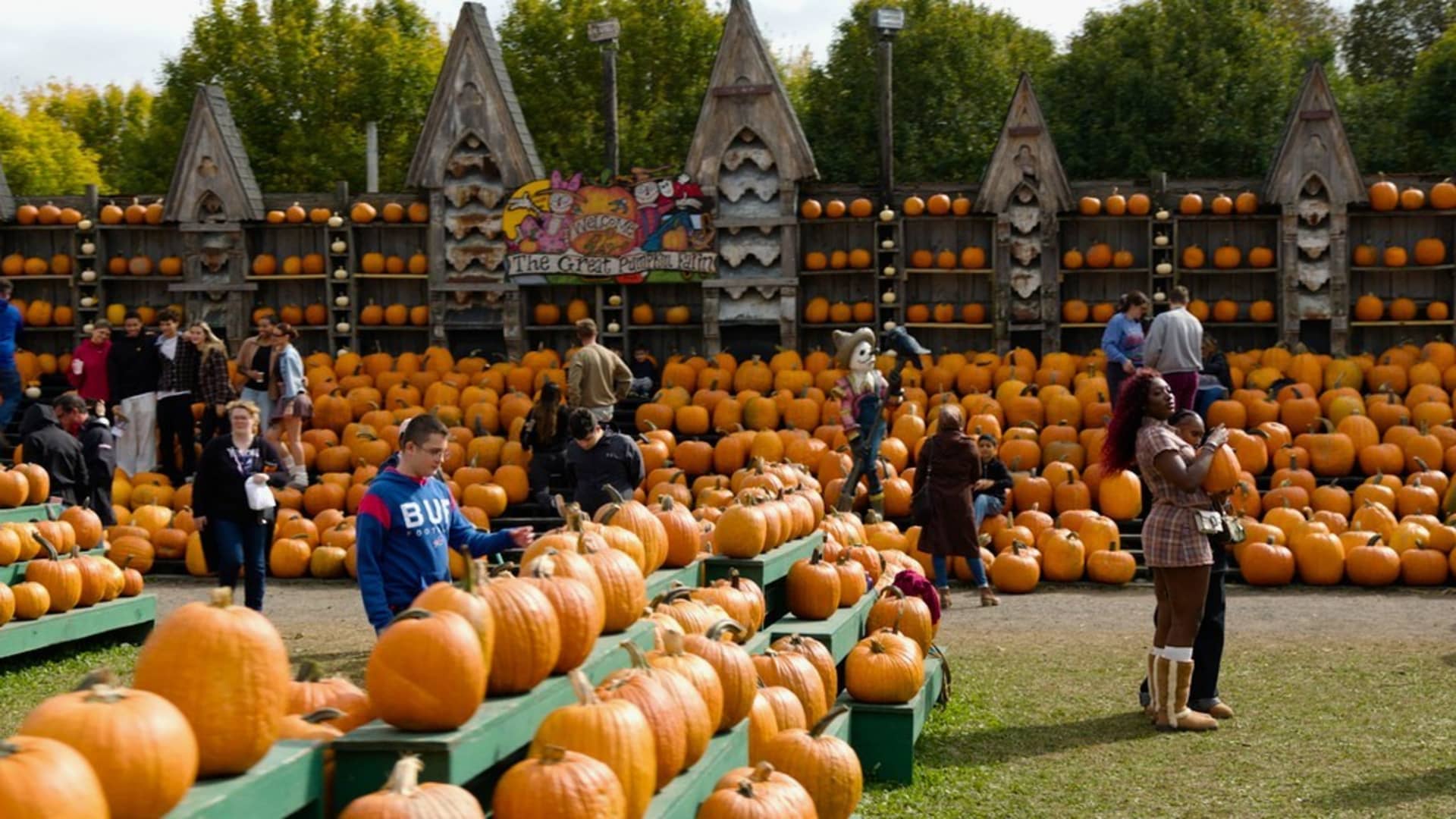 74-year-old's pumpkin farm brings in $2 million annually—in only 7 weeks