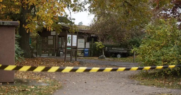 8-year-old severely injured in wolf attack inside German zoo enclosure - National