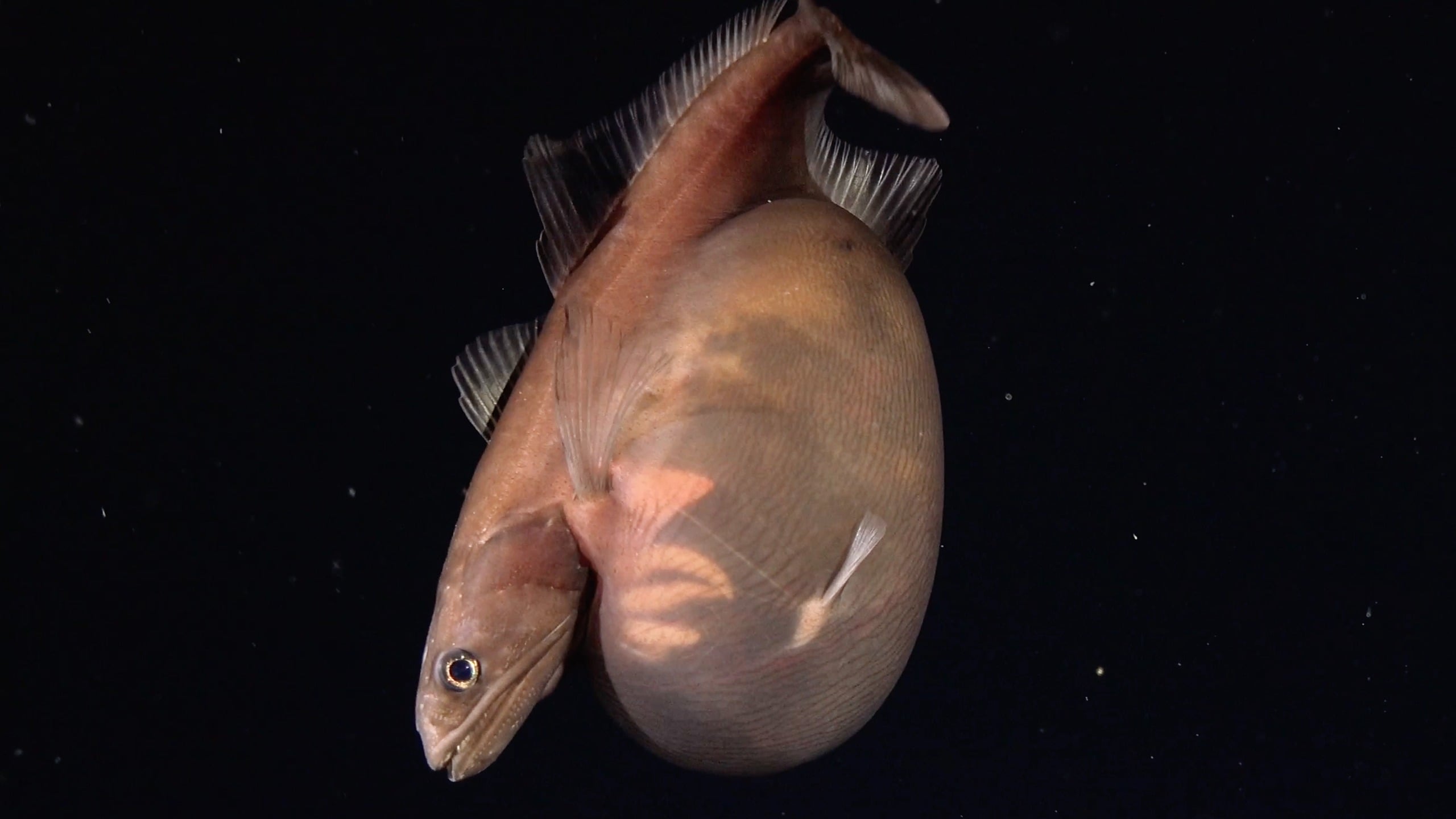 A Little Fish in The Deep Sea Swallowed a Meal Way Bigger Than Itself. Scientists Caught It on Camera. : ScienceAlert