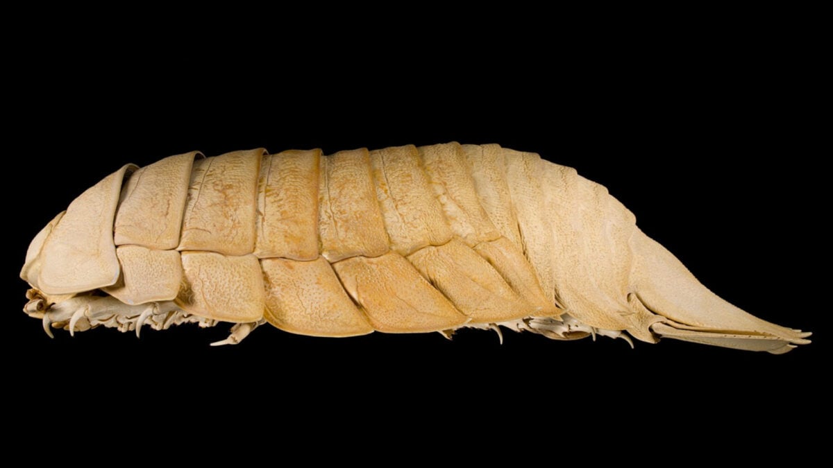 A Student Found a New Giant Isopod That Had Been Mislabeled for Decades