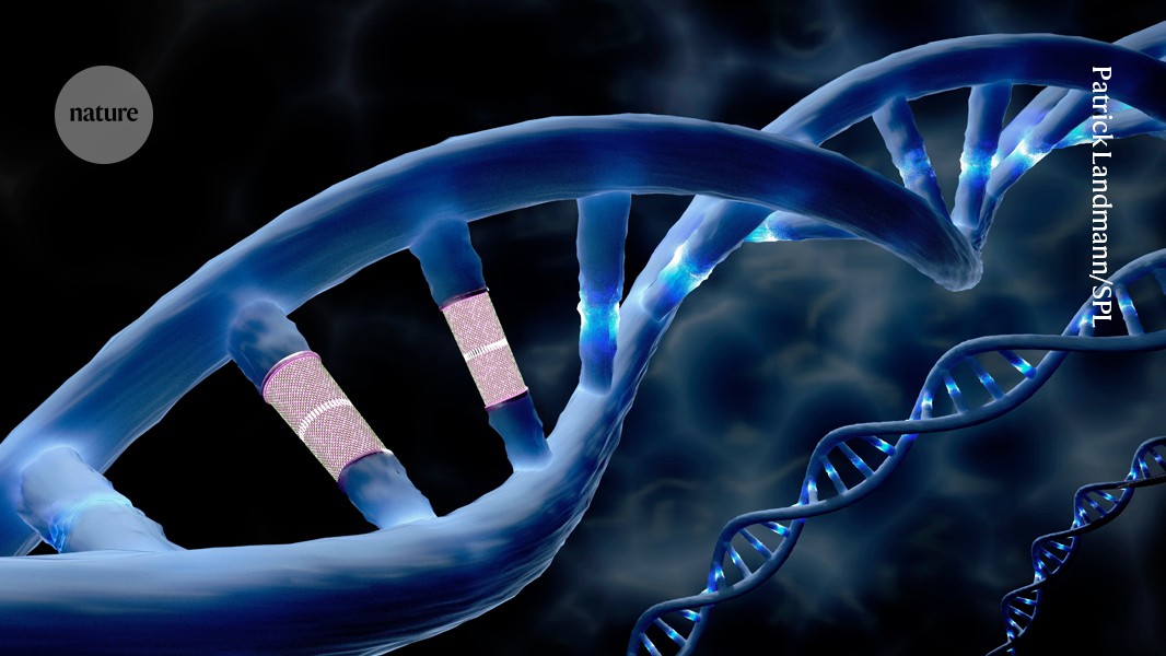A first for CRISPR: powerful prime editing alters DNA directly in the human body
