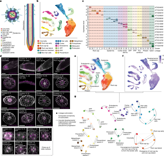 An environmentally regulated dichotomy in cell lineages of the root