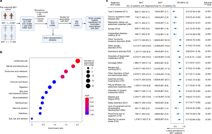 Artificial intelligence-enabled clinical phenotyping of human brown fat