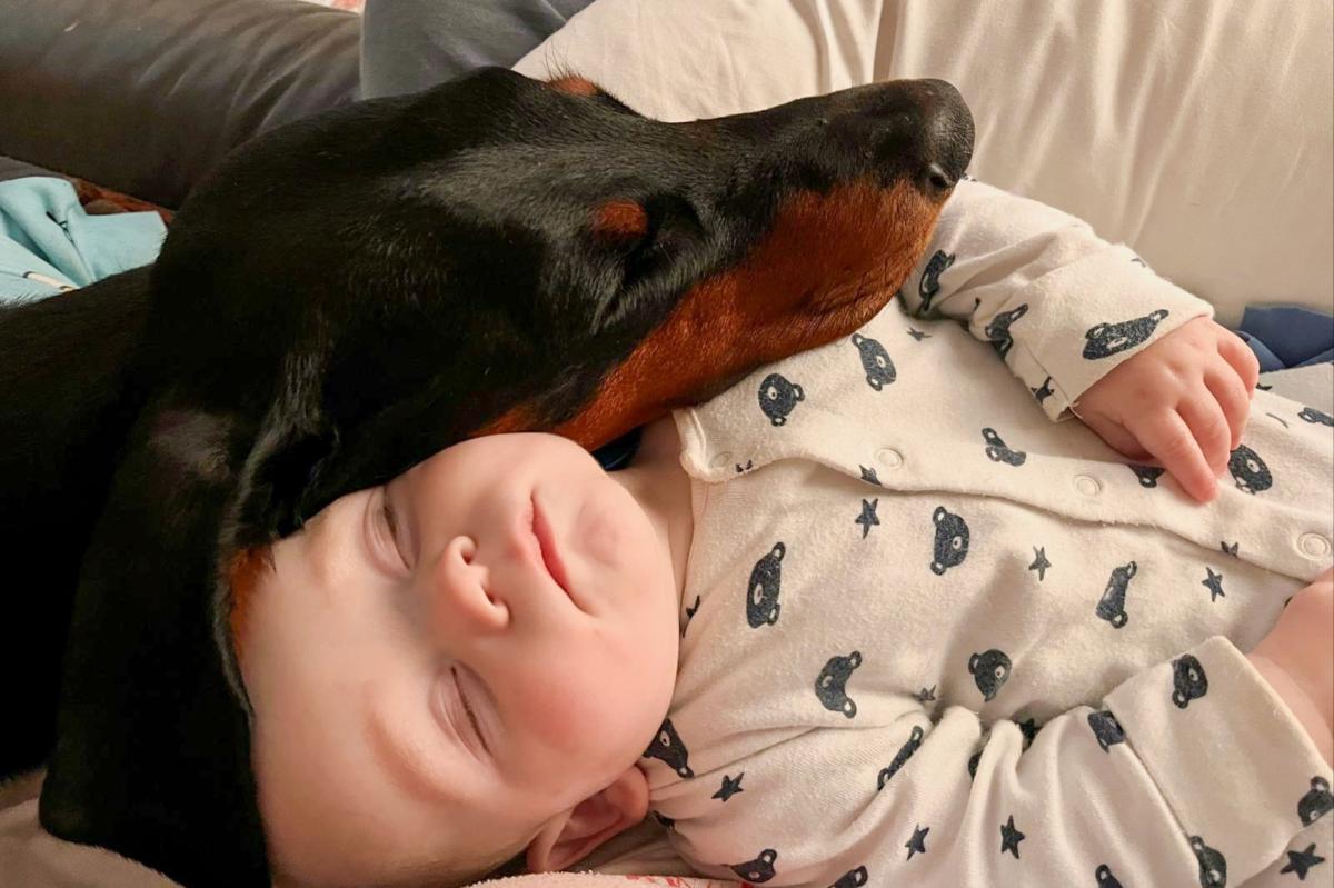 Baby's life saved after family dog detects racing heartbeat