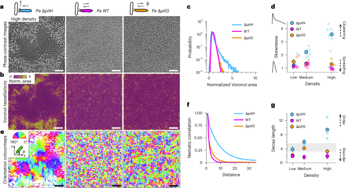 Bacteria regulate collective behaviour by mechanosensing cell–cell collisions