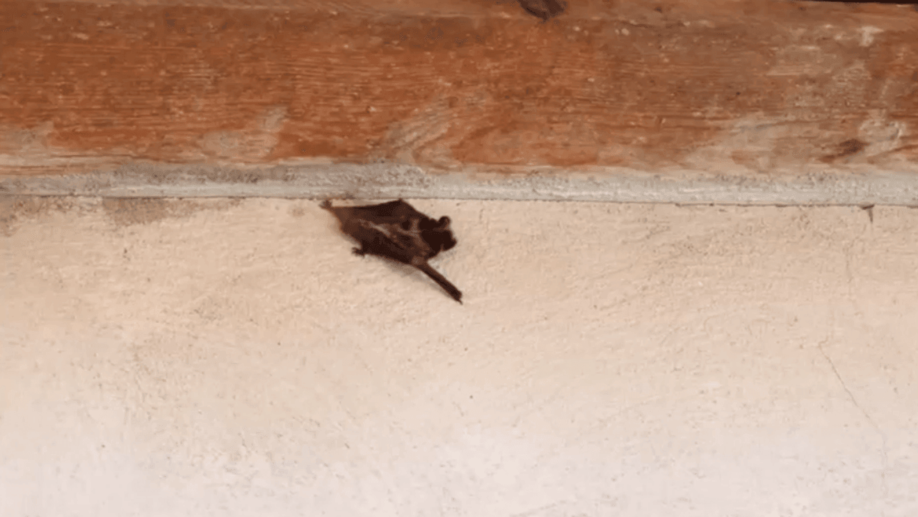 Bats found inside Puyallup elementary school; health officials recommend treatment