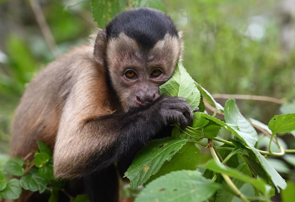 Before I had a chance to shout for help, a monkey jumped on my head and picked out the wasps in my hair one by one