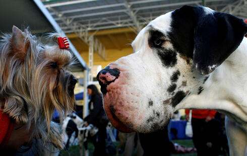 Big dogs age faster, die younger than smaller breeds. Scientists may have discovered
