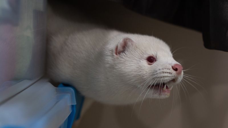 Bird flu is raging on a mink farm. It could spark a human pandemic, experts say, but officials won’t act.