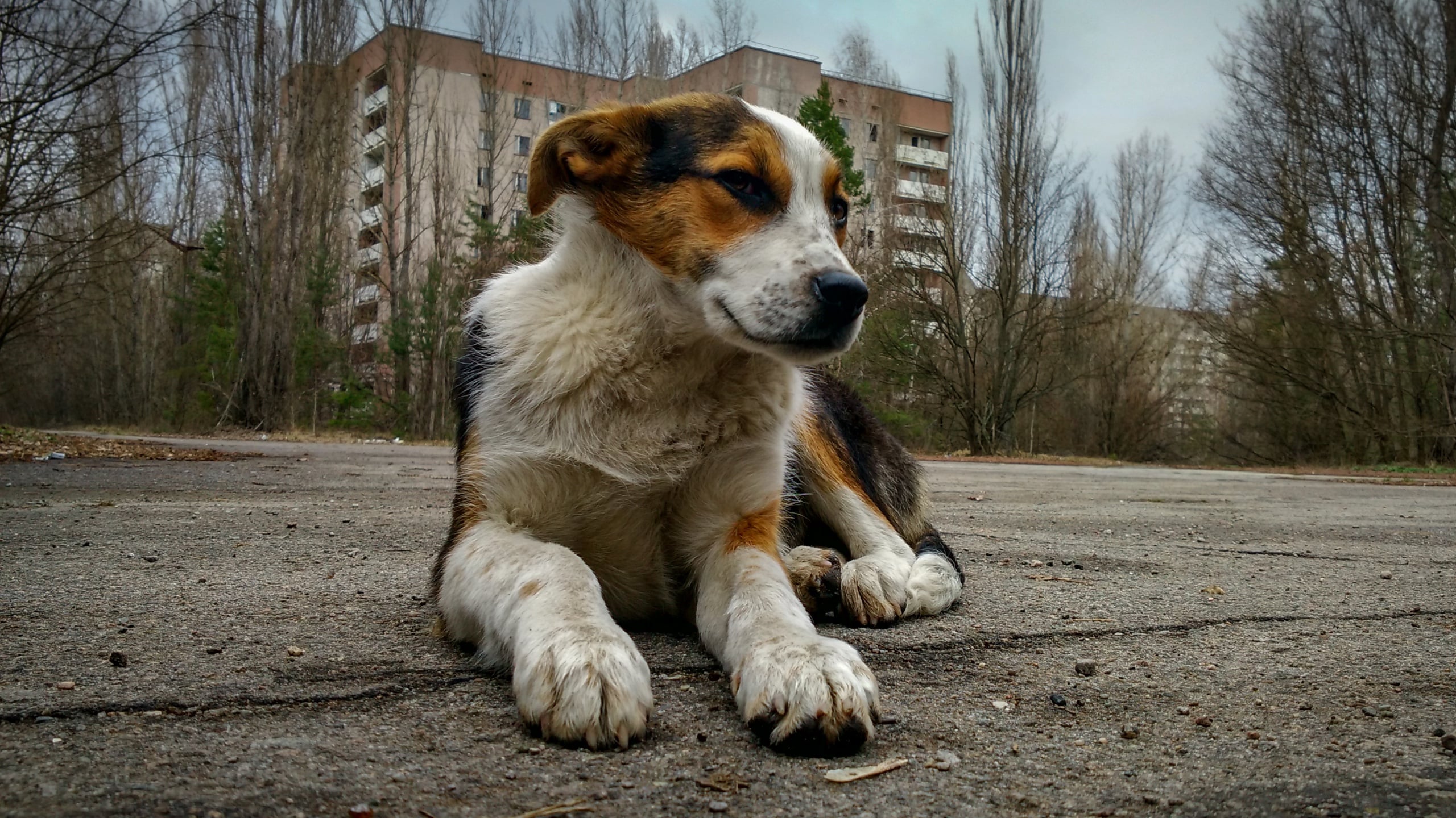 Chernobyl's Dogs Are Genetically Different, And We May Finally Know Why : ScienceAlert