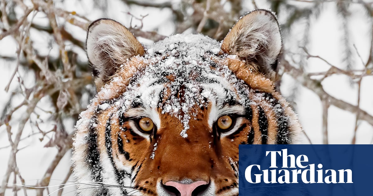 Comebacks for wild tigers, tuna and sea turtles prove nature loss can be reversed, scientists say | WWF
