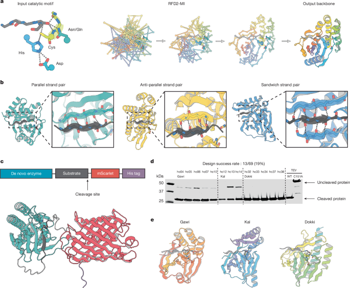 De novo design of cysteine proteases