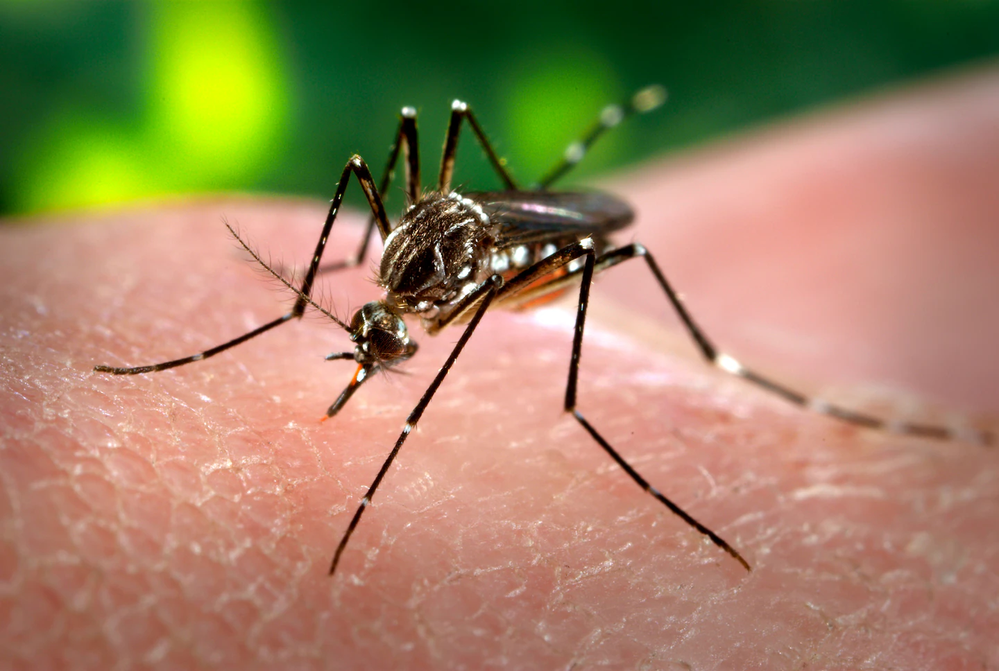 Dengue cases in Florida continued to climb after emergency declared