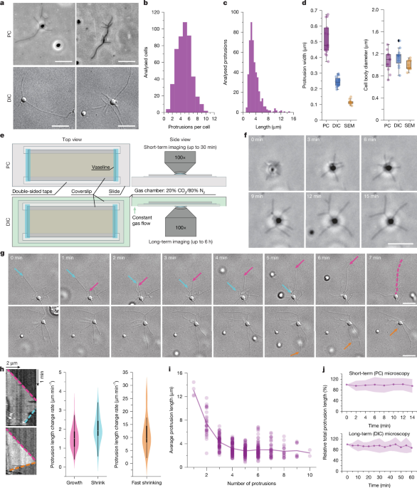Dynamic protrusions mediate crawling motility in Asgard archaea