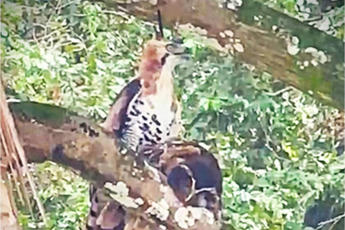 Eagle snatches owl and carries it into forest – then something wild happens