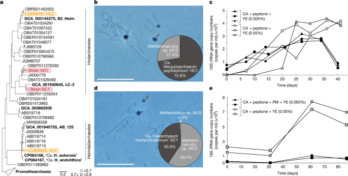 Eukaryotes’ closest relatives are internally simple syntrophic peptidotrophic archaea