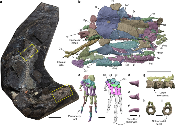 Evolution of terrestrial anatomy revealed by a derived stem tetrapod