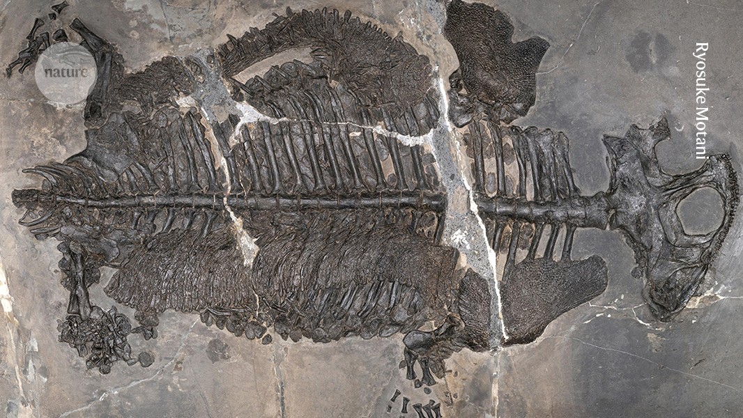 Evolutionary ‘game-changer’: weird armoured amphibian lived in ancient seas