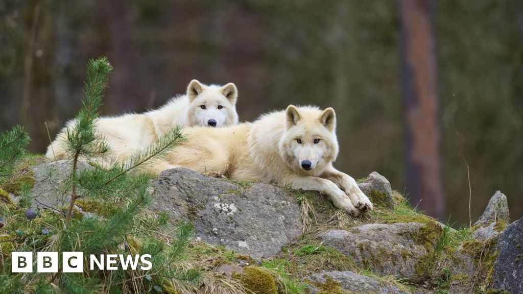 Girl seriously injured in wolf attack at German wildlife park - BBC