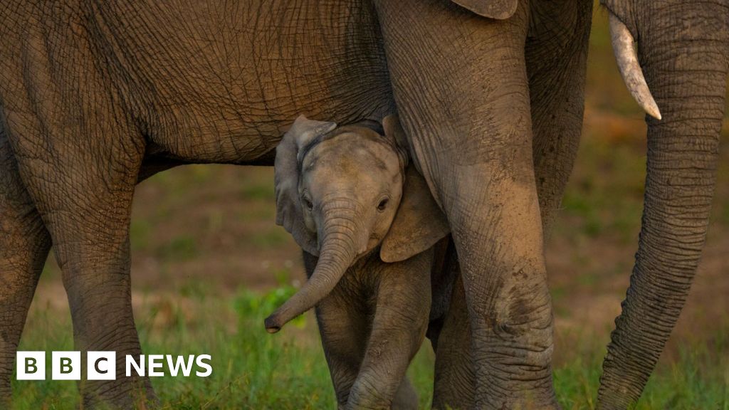 Global nature talks reach deal but money remains an issue - BBC