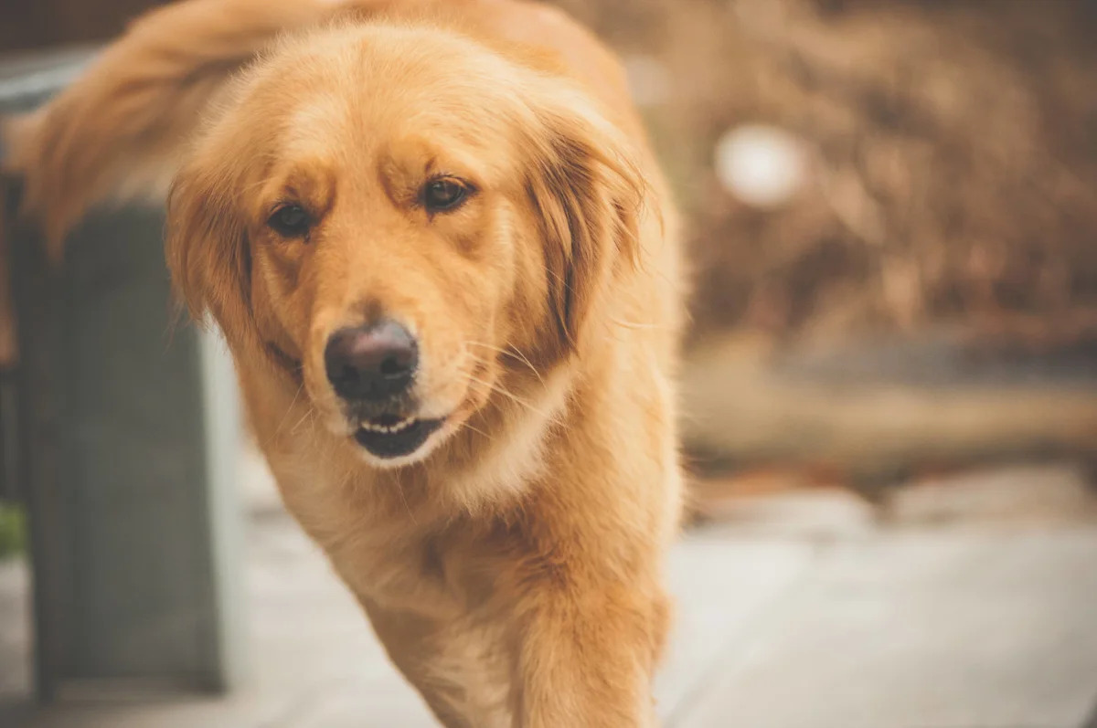 Golden Retriever Puppy Uses Every Trick in the Book To Be the Best Door Greeter