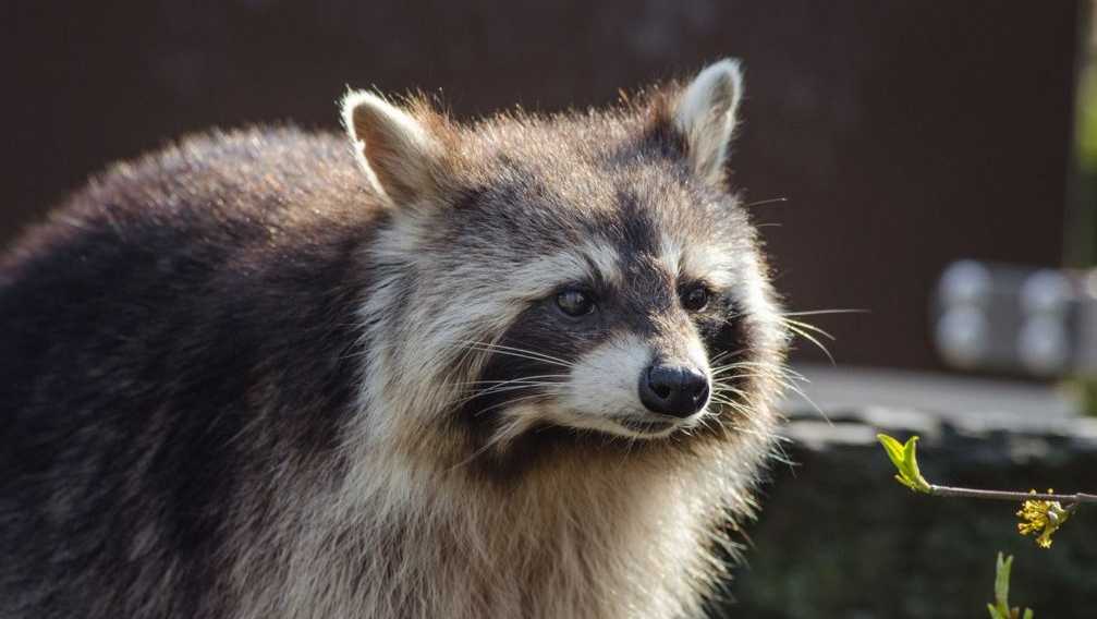 Health officials warn Marion residents after rabid raccoon found