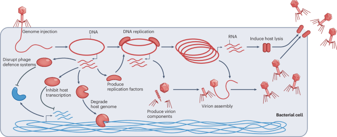 How bacterial immune systems sense phage infection