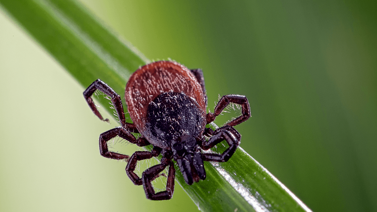 Madison County reports rare Powassan virus case