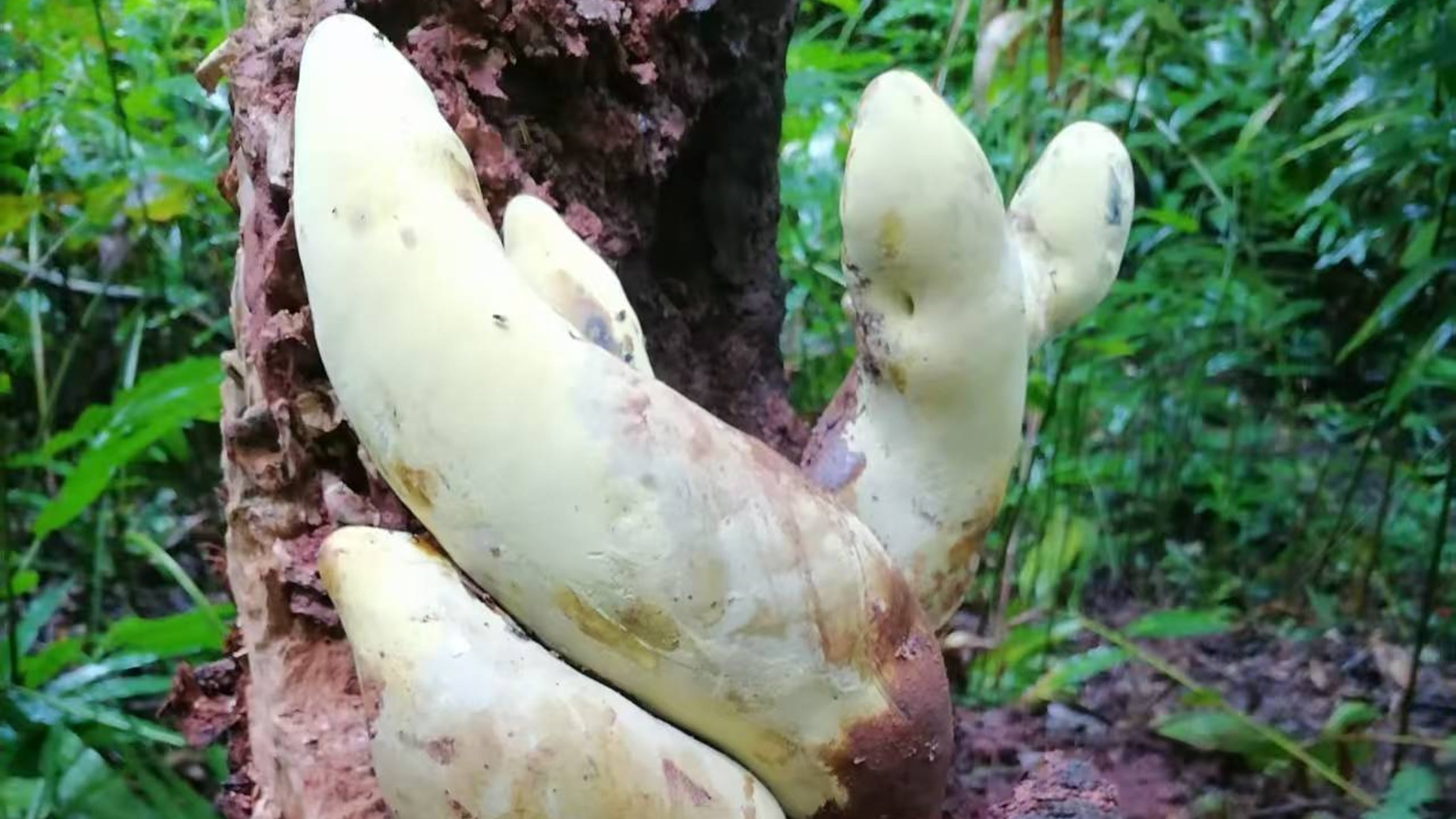 Meet D-Rex: Ancient Fungus as Tall as a Traffic Cone Has Just Been Discovered in China : ScienceAlert