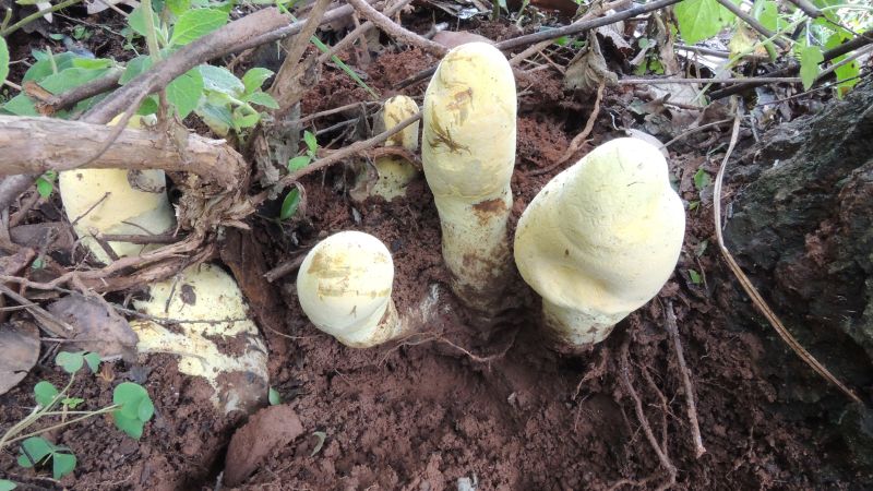 Newfound giant fungus D. rex stands nearly 2 feet tall