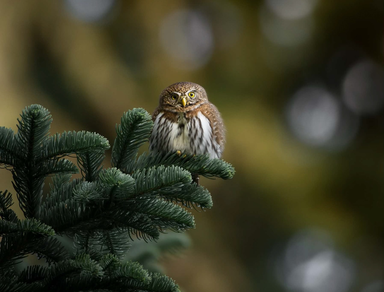 Oregon’s tiny pygmy owls are adorable little murder machines