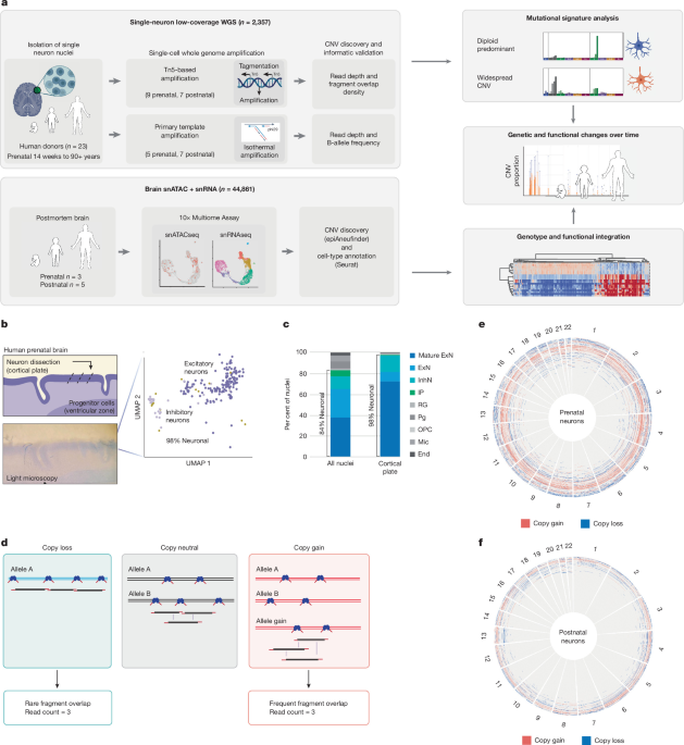 Perinatal elimination of genetically aberrant human cortical neurons