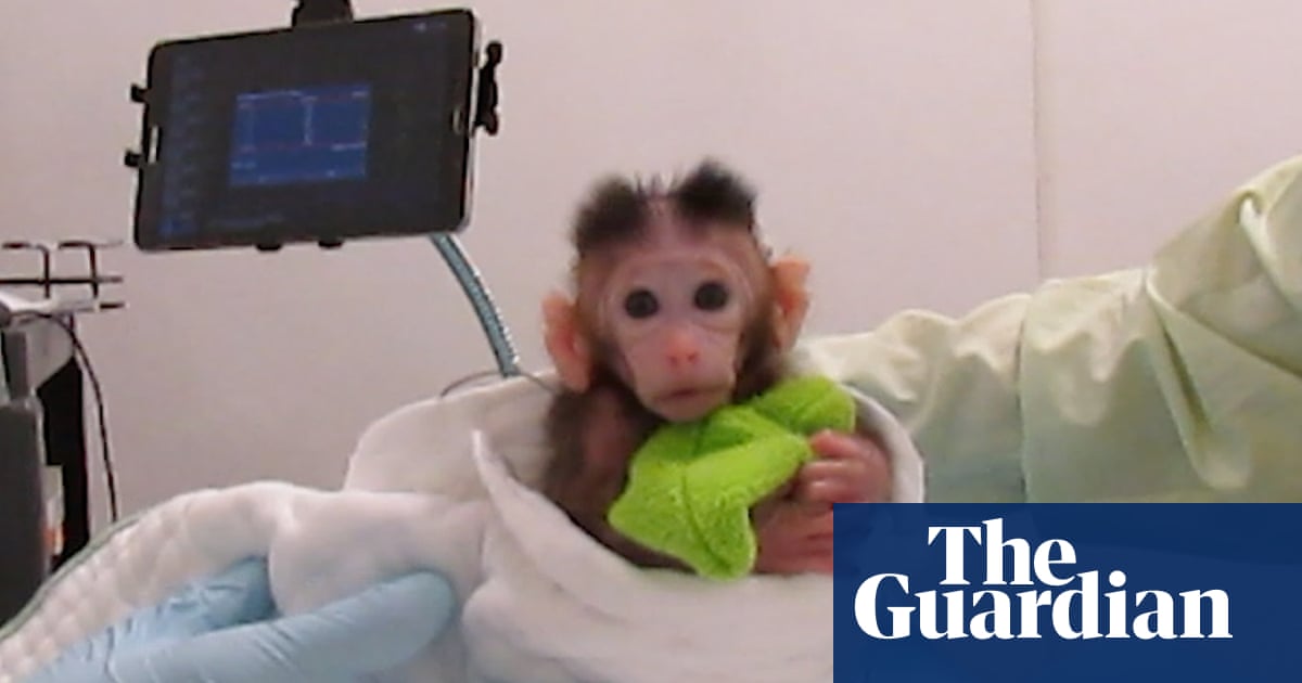 Peta releases video showing experiments on infant monkeys at University of Washington | Washington state