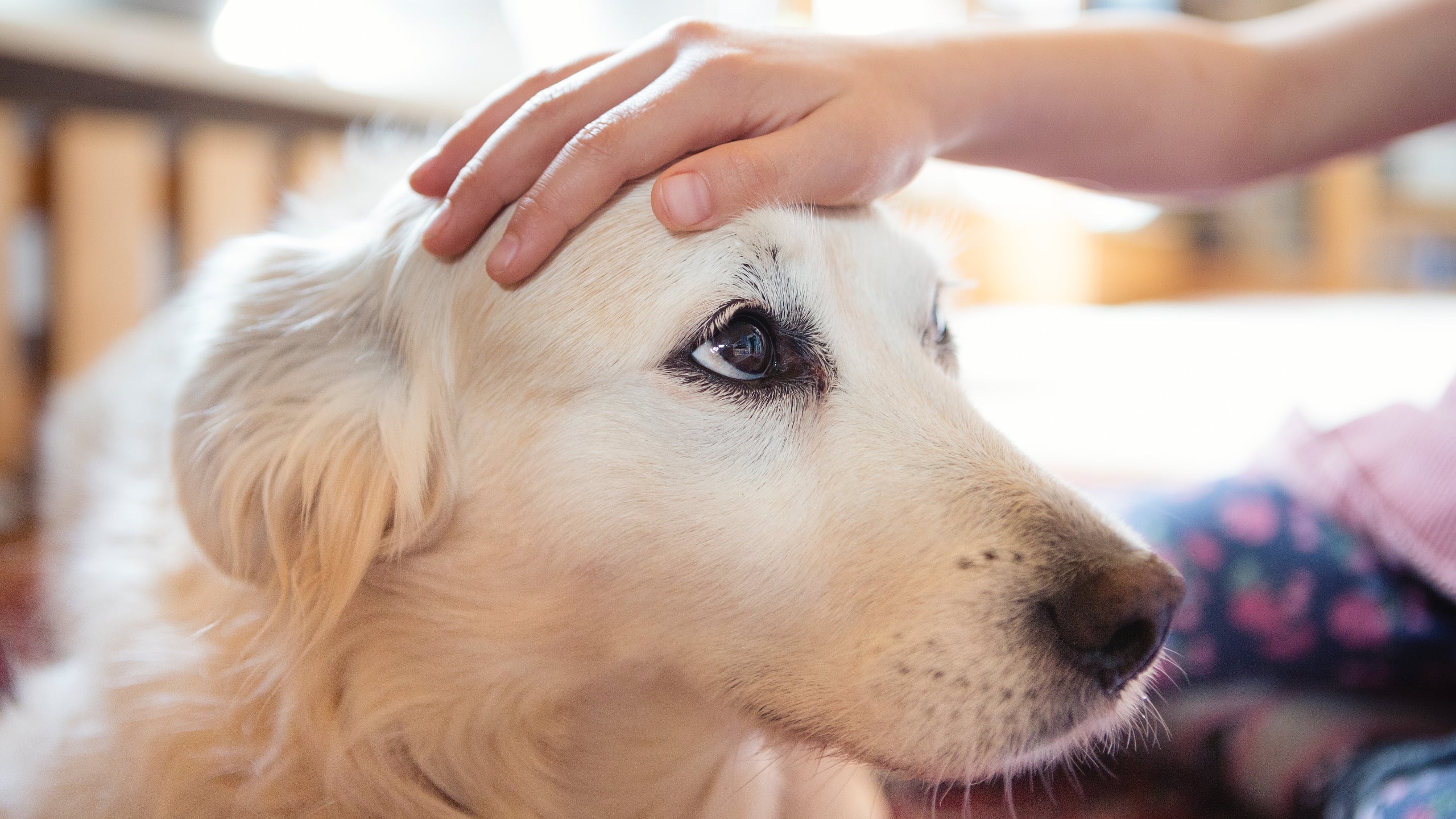 Physically Touching Your Dog Can Help Protect You From Upcoming Stress, Study Suggests : ScienceAlert