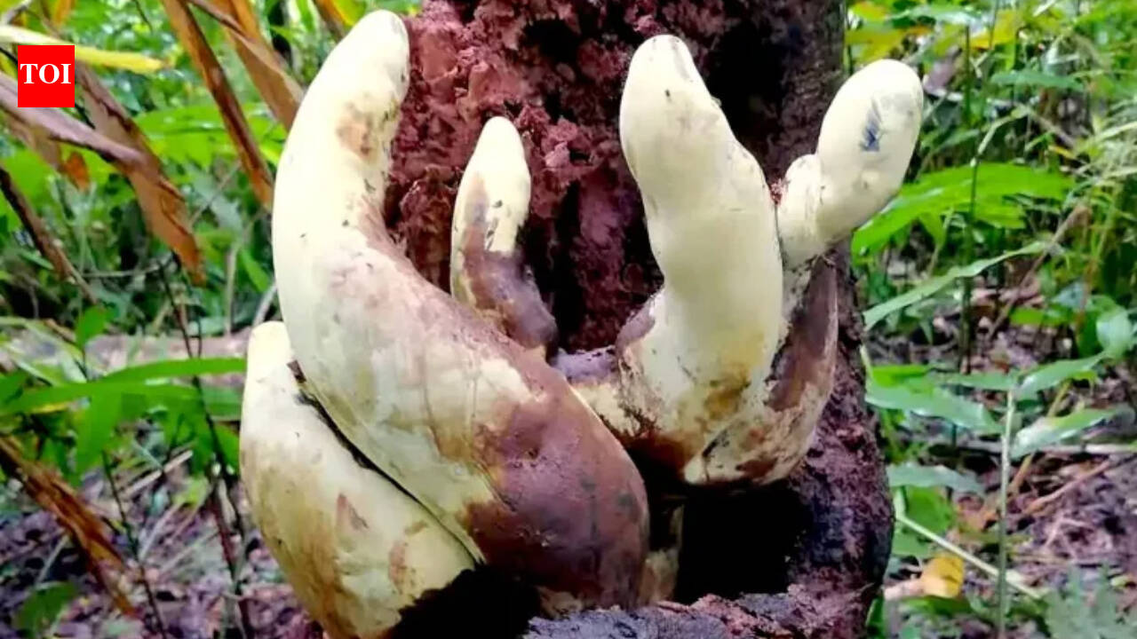 Scientists have discovered a giant new fungus in China that grows up to 20 inches tall and weighs nearly five pounds, making it the largest known of its kind and a surprising new find in a well-studied group