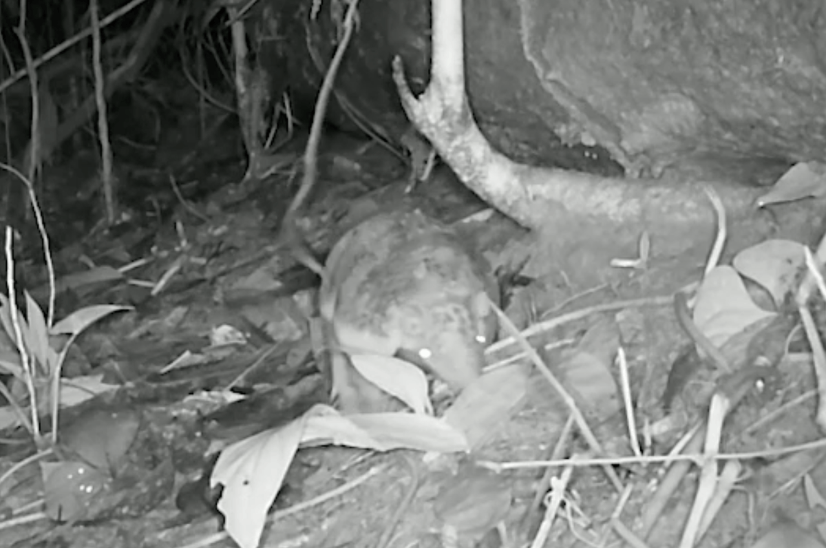 Scientists set up camera trap in the Amazon – and filmed “something they never dreamed of”