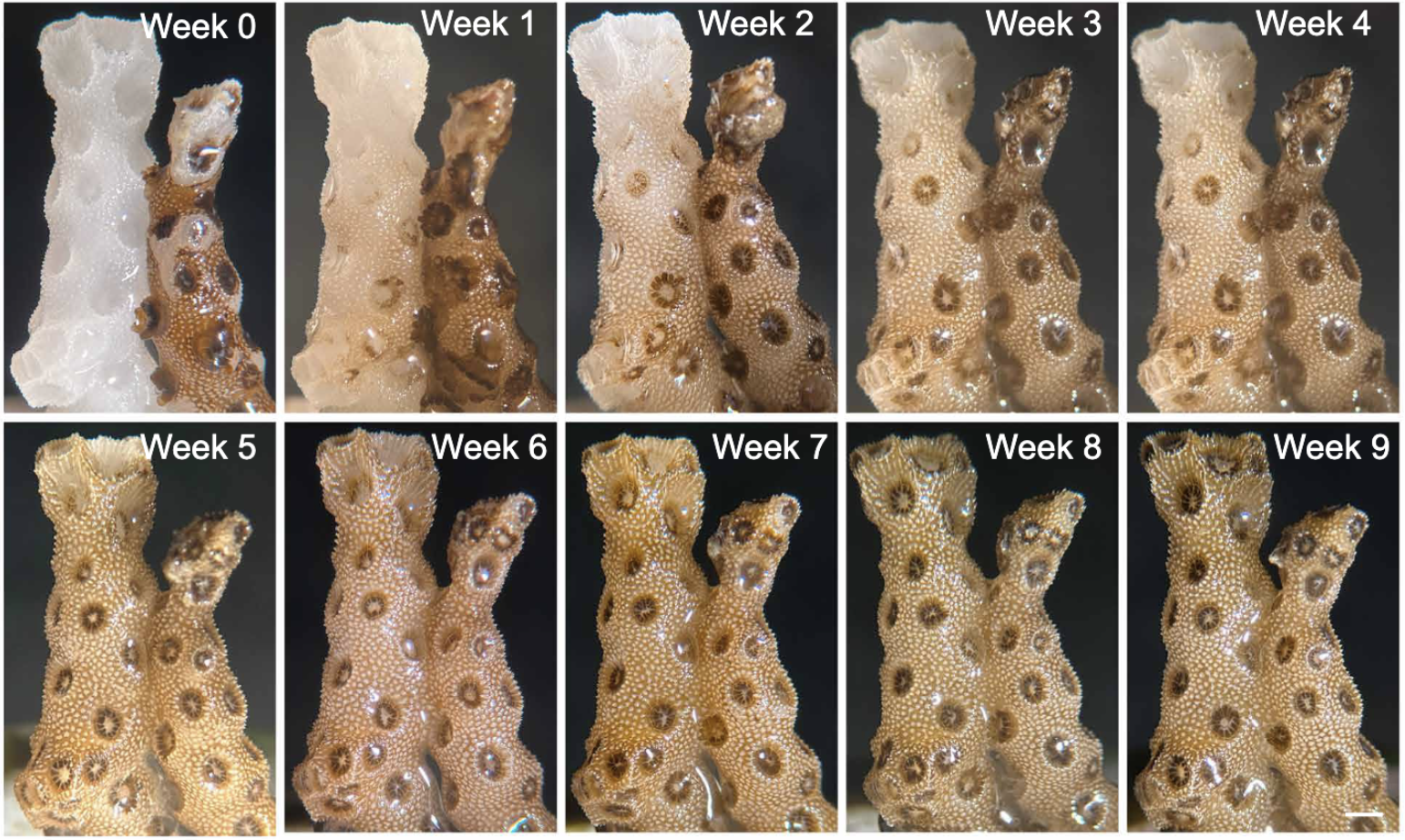 Spreading Life To Bleached Coral
