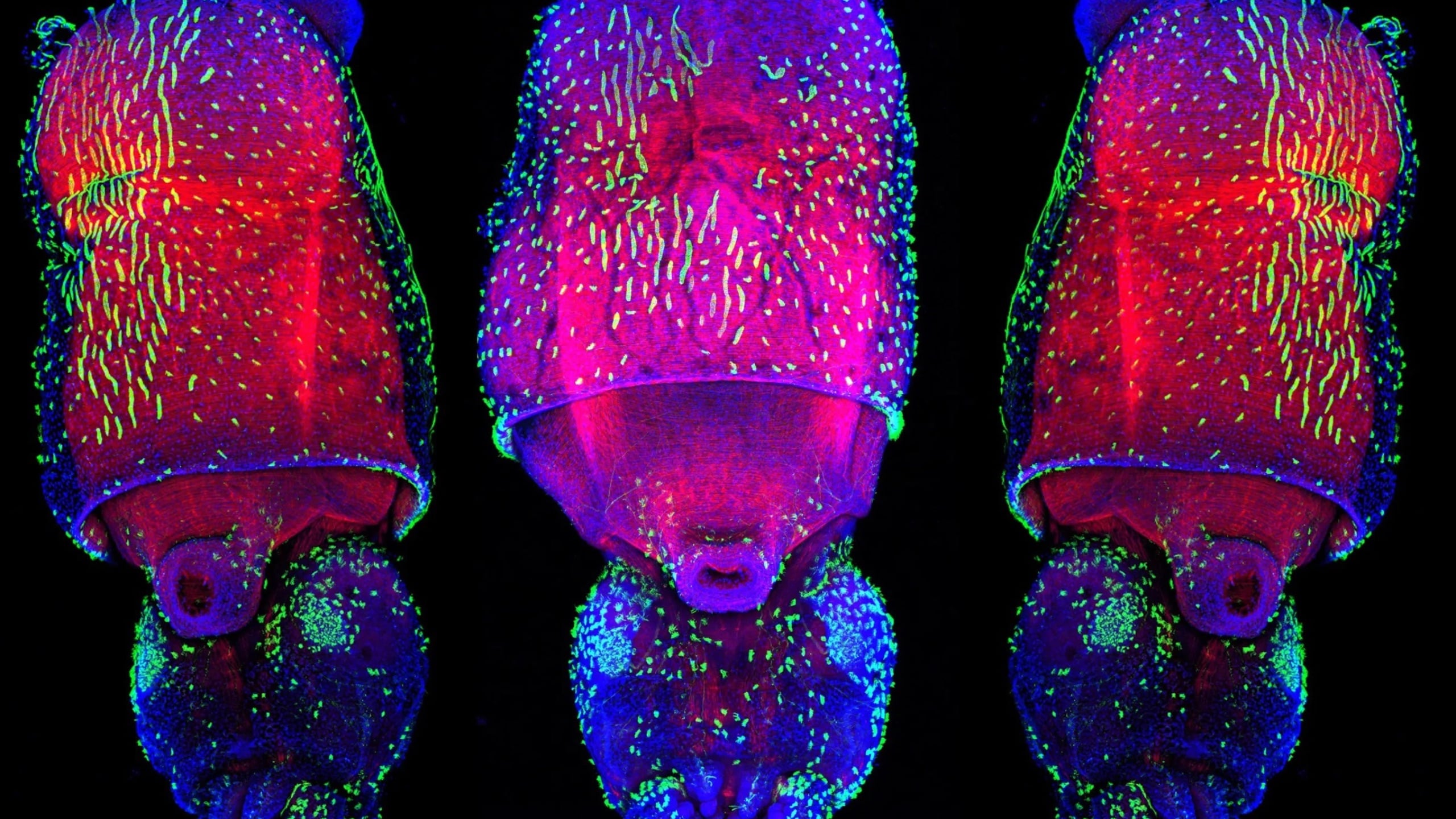 Squid Are Even More Alien-Like Than We Thought, With an Unmatched Ability to Change Genetic Expression : ScienceAlert
