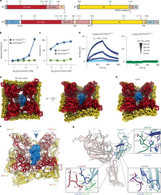 Structural basis for protocadherin-1 recognition by New World hantaviruses